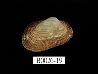 藏品(鬍魁蛤(布紋蚶))的圖片